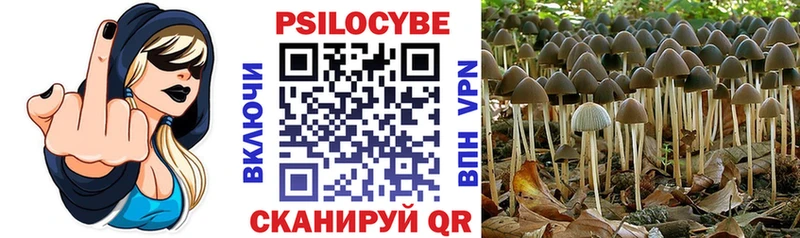 ОМГ ОМГ как войти  Жиздра  Псилоцибиновые грибы GOLDEN TEACHER 